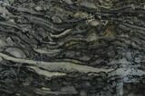 Polished Stromatolite (Alcheringa) Slab - Billion Years #180007-1